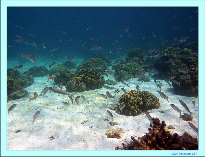 2011 - 03 - Koh Rok 05